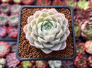 Echeveria 'Hughmillus' 2" Succulent Plant