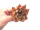 Echeveria Agavoides ‘Mundy’ 3” Rare Succulent Plant