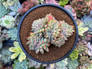 Echeveria 'Brave' Crested 3"-4" Succulent Plant