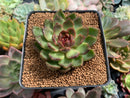 Echeveria Agavoides 'Black Queen' 2"-3" Succulent Plant