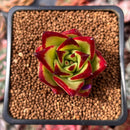 Echeveria Agavoides 'Lip Stick' 2" Succulent Plant
