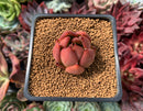 Echeveria Agavoides 'Blue Ocean' 1" Succulent Plant
