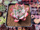 Echeveria 'Colorata' 3" Succulent Plant