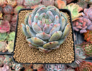 Echeveria 'Orange Monroe' 2"-3" Succulent Plant