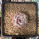 Echeveria 'Carrarian' 1" Succulent Plant