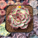 Echeveria 'Kakao Tips' 2" Succulent Plant