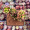 Sedum 'Lucidum Obesum' Crested 3" Succulent Plant