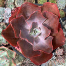 Echeveria 'Frill sp.' 6" Succulent Plant