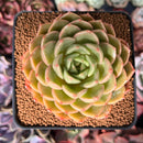 Echeveria 'Timothy' 3" Succulent Plant