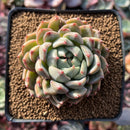 Echeveria 'Monroe' Hybrid 2"-3" Succulent Plant