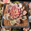 Echeveria 'Cindy' 2" Succulent Plant