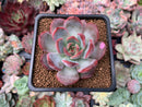 Echeveria Agavoides 'Glam Pink' 2" Succulent Plant