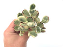 Cotyledon 'Tomentosa' Variegated Cluster 4" Rare Succulent Plant