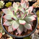 Echeveria 'Colorata' 4"-5" Large Succulent Plant
