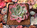 Echeveria 'Pink Harin' Variegated 2" Succulent Plant