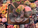 Echeveria 'Primadonna' Variegated 3" Succulent Plant