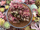 Echeveria 'Zestar' Crested 4" Succulent Plant