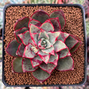 Echeveria Agavoides 'Rojo' 2" Succulent Plant