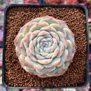 Echeveria 'Pure Love' 2"-3" Succulent Plant