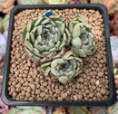 Echeveria 'Sarahime' Cluster 2" Succulent Plant