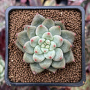Echeveria 'Shakino' 1"-2" Seed-grown Succulent Plant