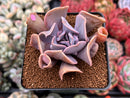 Echeveria 'Perle von Nurnberg' Trumpeting Form (Not Trumpet Pinky) 2" Succulent Plant