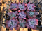 Echeveria 'Linguas' 4" *Set of 9 *Succulent Plants