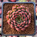 Echeveria Agavoides 'Rainstar' 2" Succulent Plant