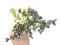 Corpuscalaria 'Lehmannii" Variegated 8" Large Succulent Plant