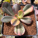 Echeveria 'Primadonna' Variegated 2"-3" Succulent Plant