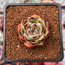 Echeveria Agavoides Hybrid 1" Succulent Plant