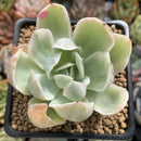 Echeveria 'Pastel' Variegated 2" Succulent Plant