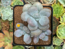 Pachyphytum 'Oviferum' sp. 3" Cluster Succulent Plant