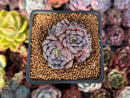 Echeveria 'Wiz Beauty' 1"-2" Cluster New Hybrid Succulent Plant