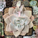 Echeveria 'La Bamba' 4" Succulent Plant
