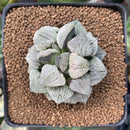 Haworthia Pygmaea 'Snow Ball' 2"-3" Succulent Plant