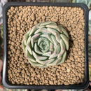 Echeveria 'Laurina' 1" New Hybrid Succulent Plant