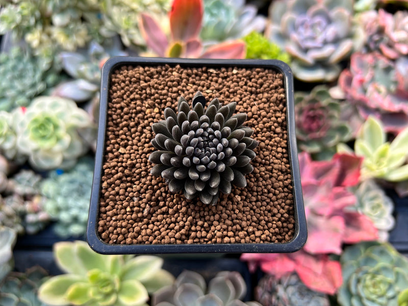 yunnanensis succulent Sinocrassula Yunnanensis 1" Succulent Plant