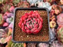 Echeveria 'Sarahime' Hybrid 1" New Hybrid Succulent Plant