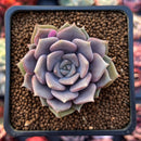 Echeveria 'Pastel Leon' 1"-2" Succulent Plant