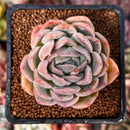 Echeveria 'Primera' 2" Succulent Plant