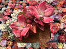 Echeveria 'Diamond State' Variegated 6" Large Succulent Plant