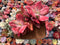 Echeveria 'Diamond State' Variegated 6" Large Succulent Plant