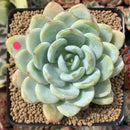 Echeveria 'Chloe' 3"-4" Powdery Succulent Plant