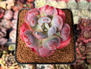 Echeveria 'Hearts Delight' 2"-3" Succulent Plant