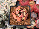 Echeveria 'Cherry Bomb' 2" New Seed Grown Hybrid Succulent Plant