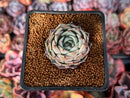Echeveria 'Black Ball' 1" New Hybrid Succulent Plant