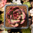 Echeveria Agavoides 'Tim' 1" Succulent Plant