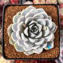 Echeveria 'Snow Bunny' 3" Powdery Succulent Plant