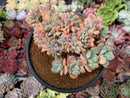 Echeveria 'Marina' Crested 4" Succulent Plant